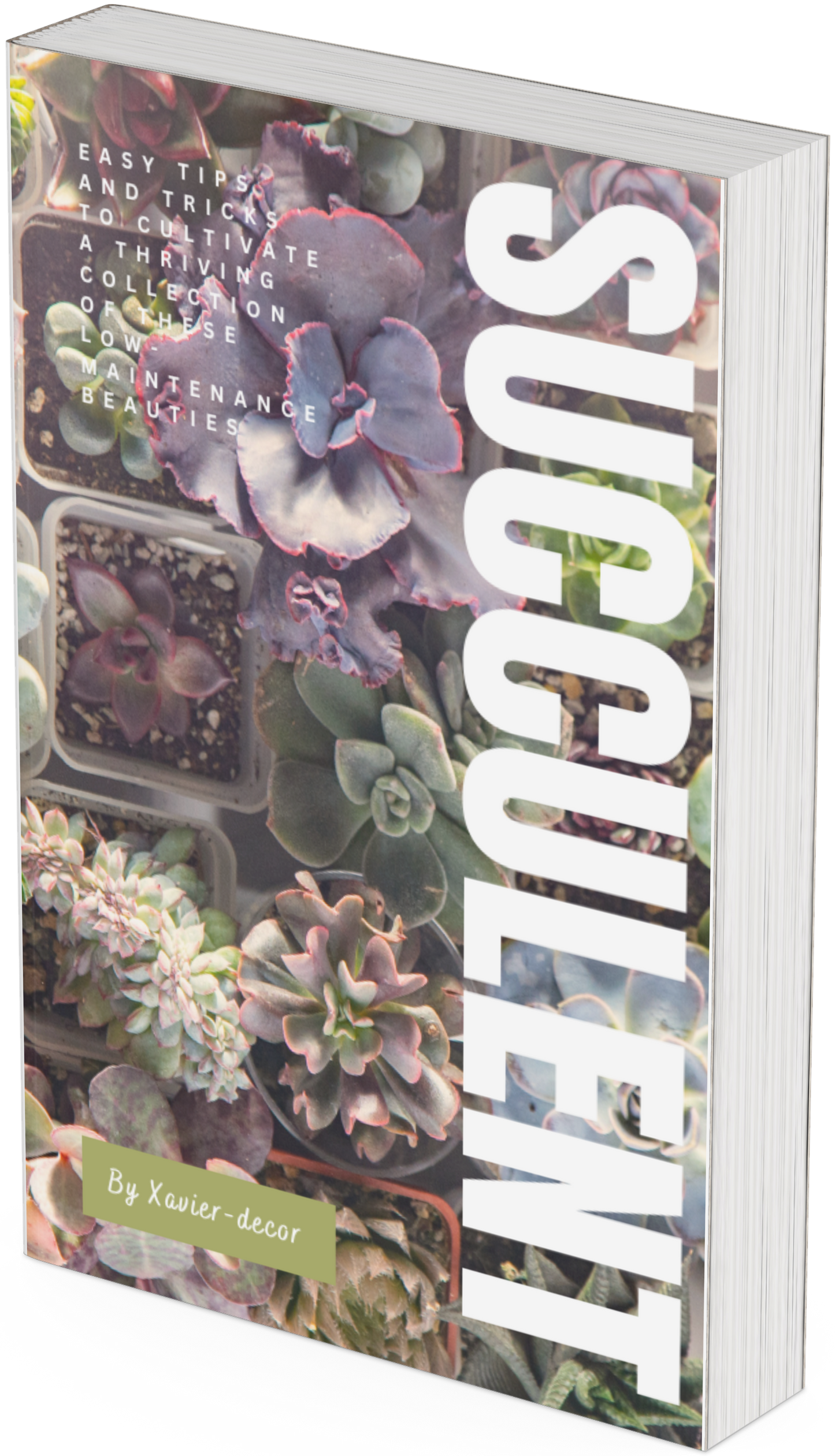 Succulent Obsession guide